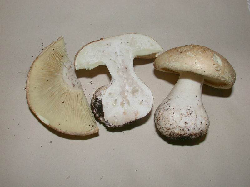 Leucopaxillus tricolor